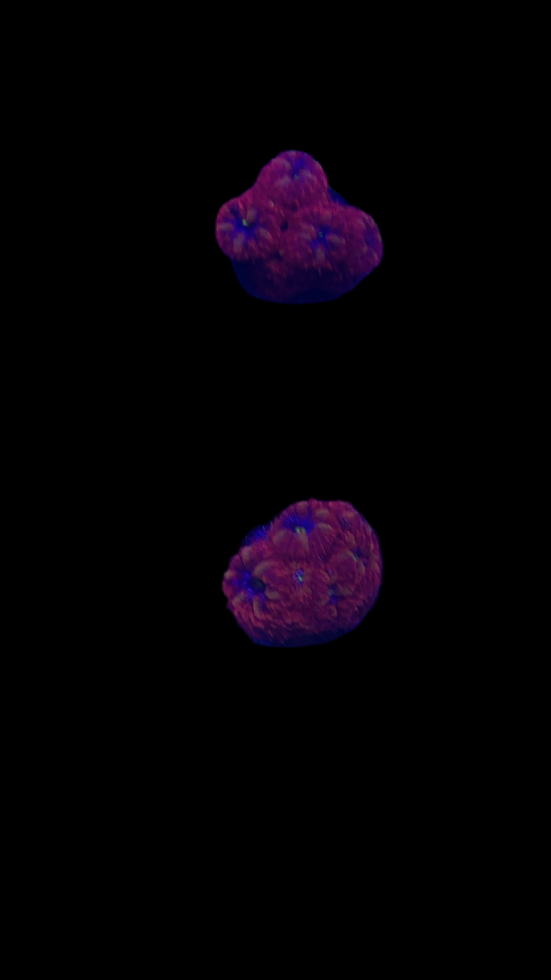 Blue raven blasto