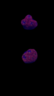 Blue raven blasto