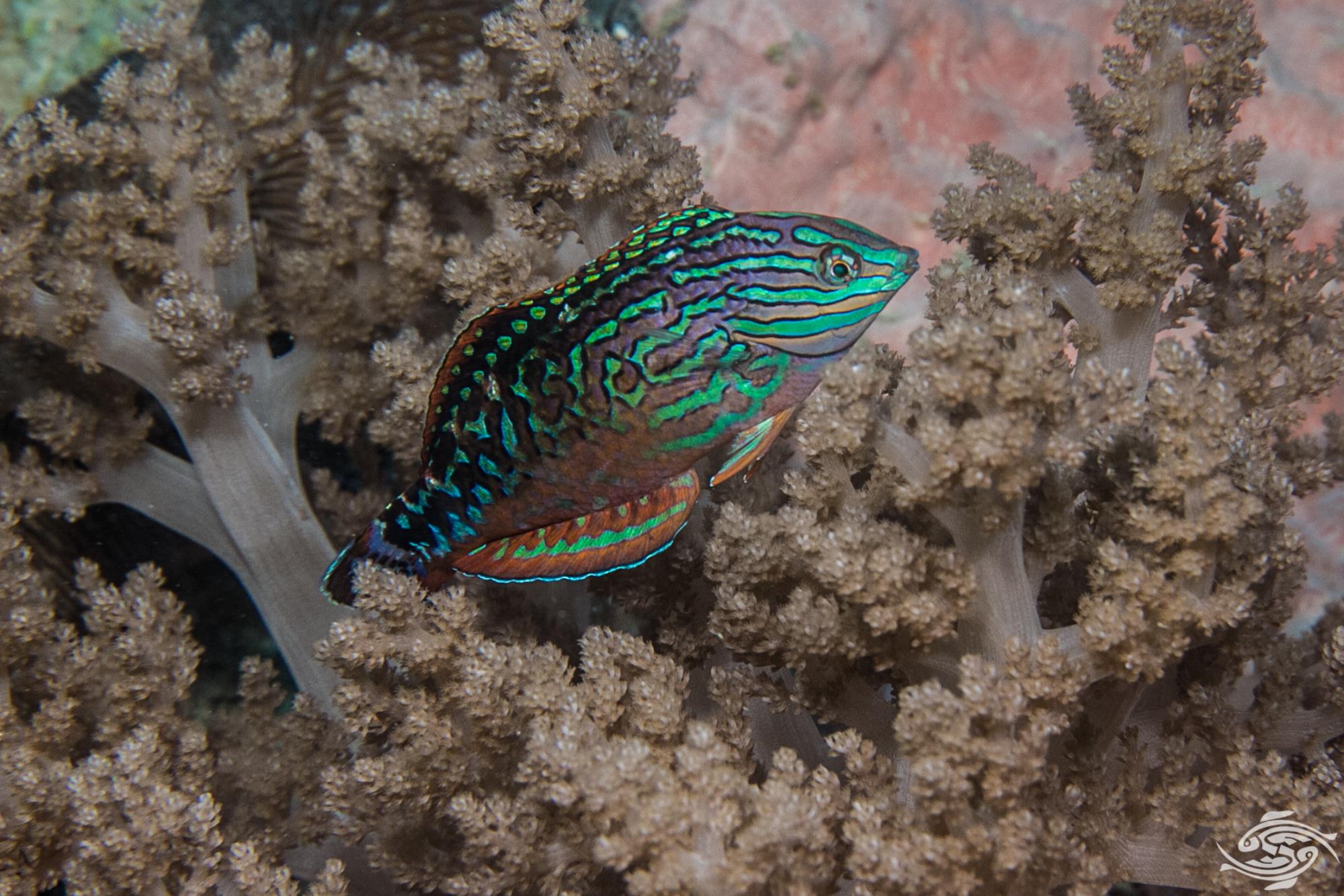 Divided Leopard Wrasse