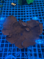 Starburst Montipora