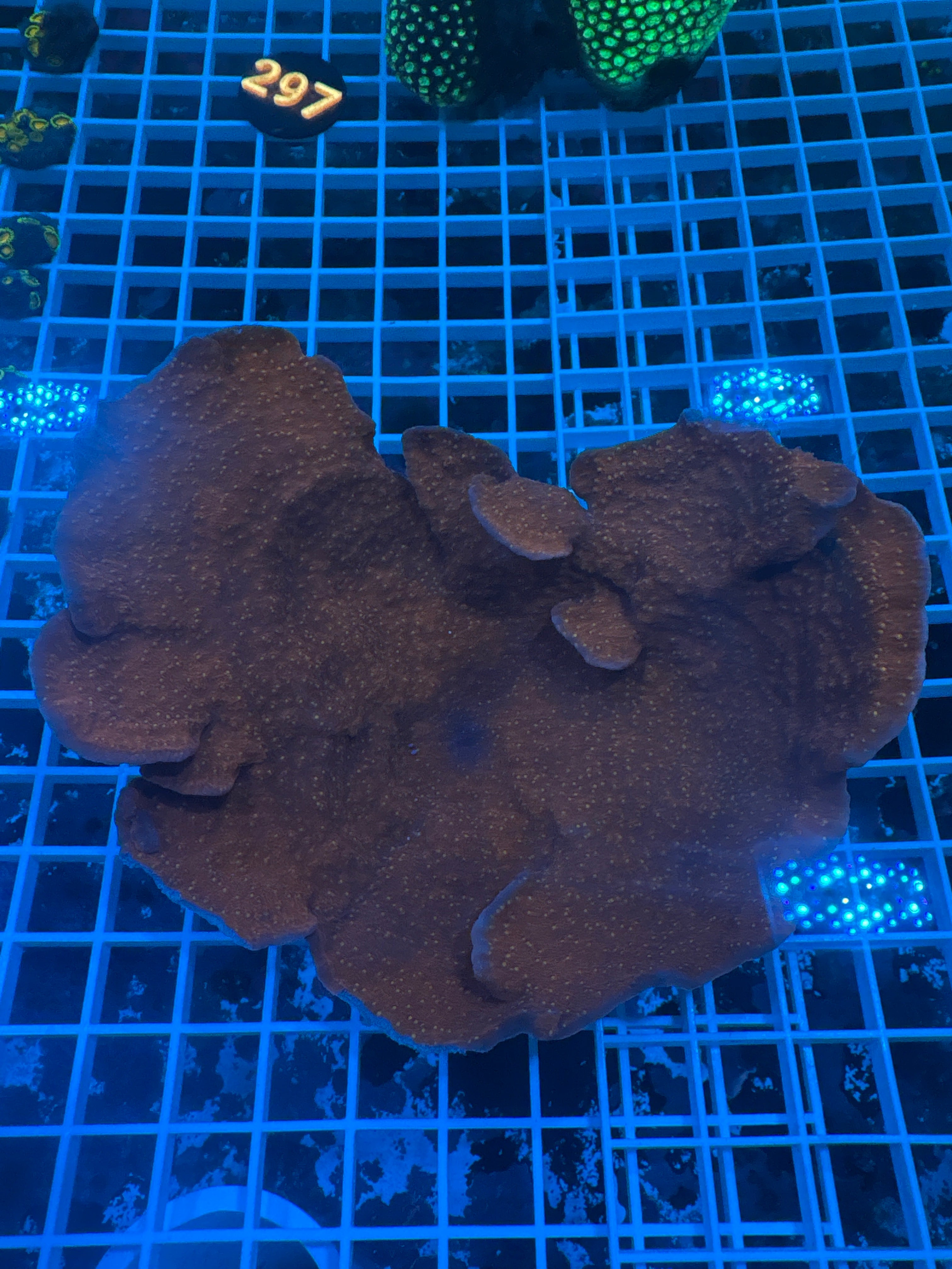 Starburst Montipora