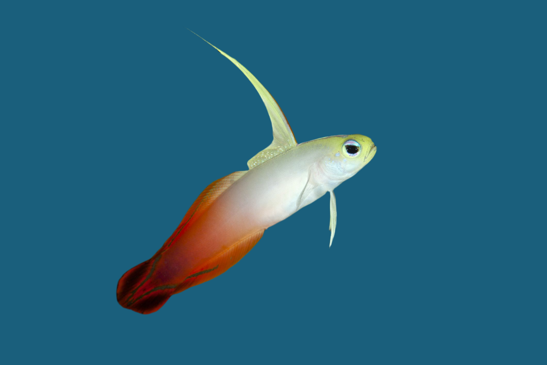FireFish – Hydros Aquatics