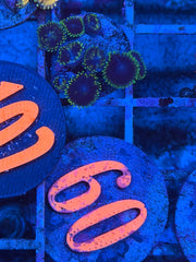 Joker Zoanthids