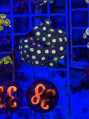 Stargazer Zoanthids