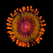 Speckled Krakatoa zoanthid
