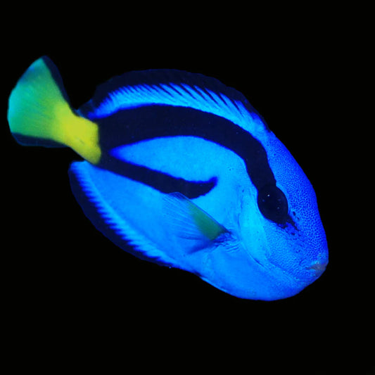 Blue tang small