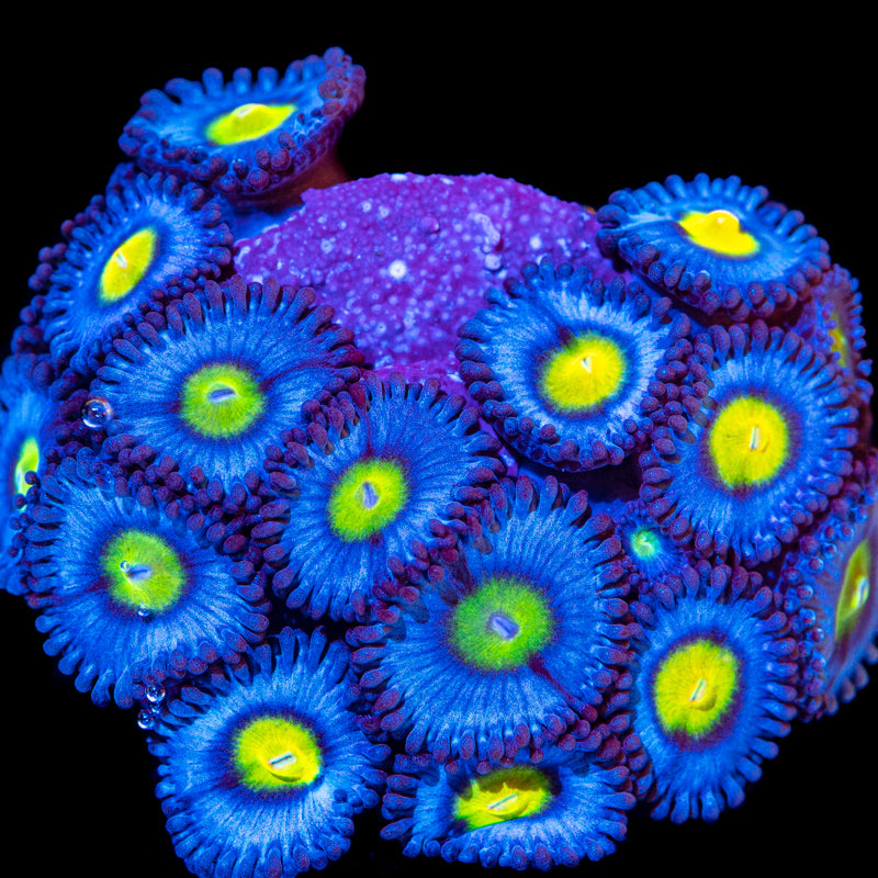 WWC AOI Zzoanthid