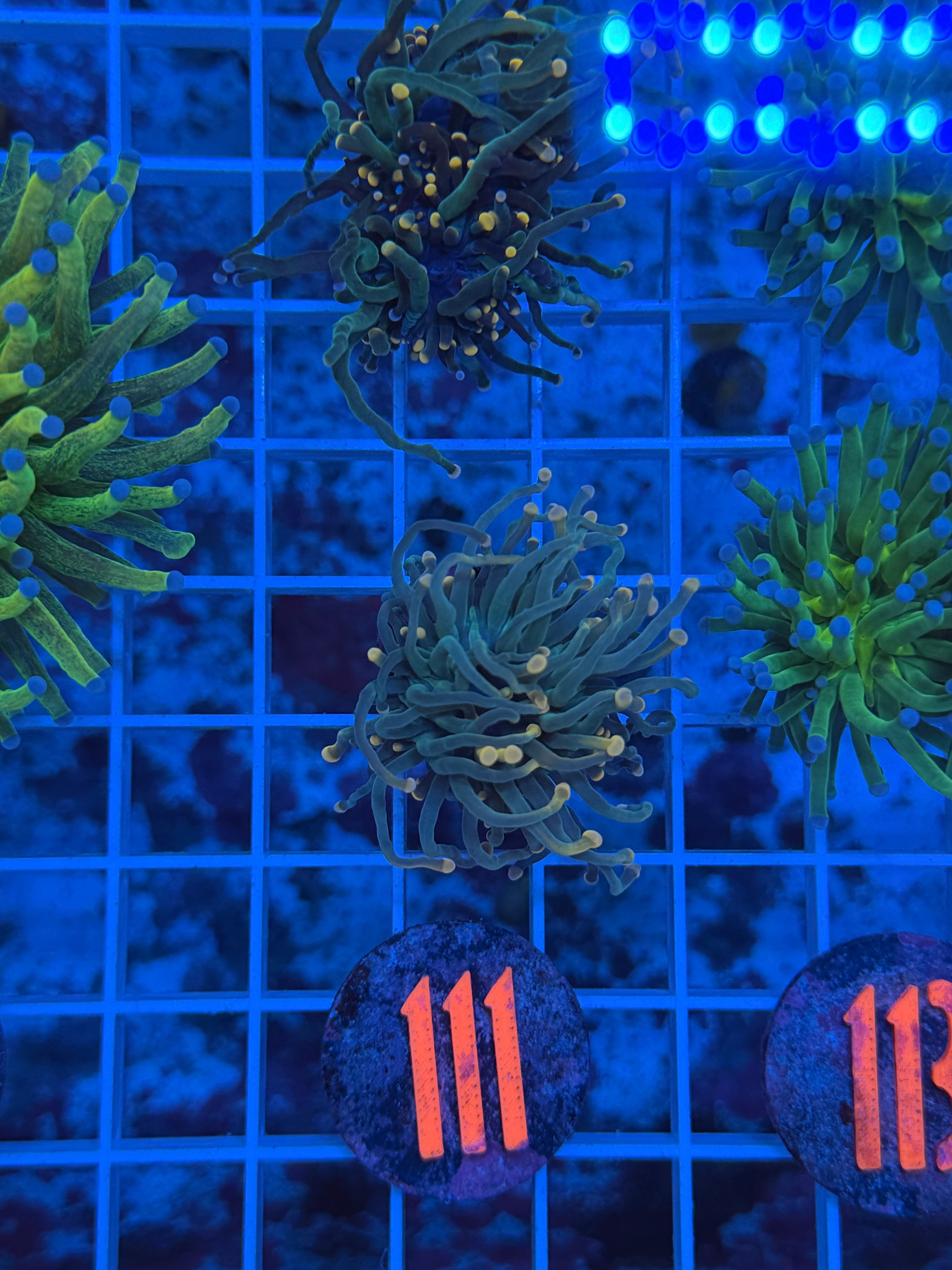 Flame Tip Cotton Candy