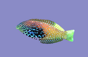 Divided Leopard Wrasse