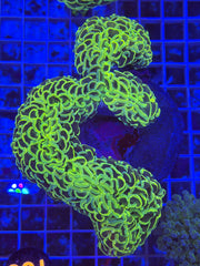 Gold Hammer Colony