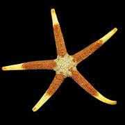 Nardoa Starfish