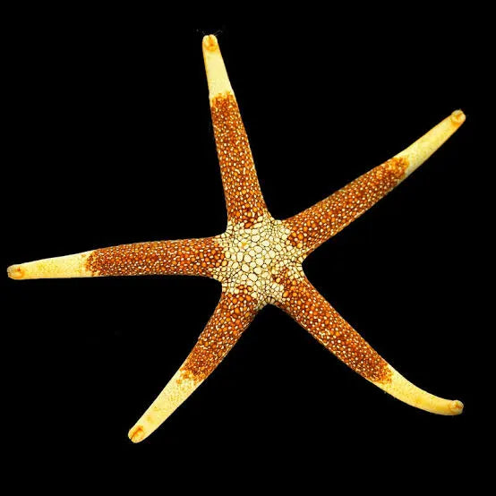 Nardoa Starfish