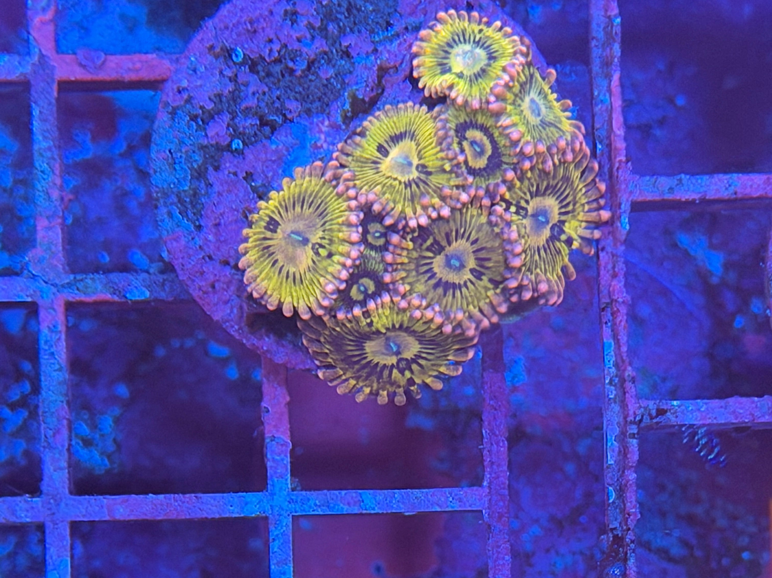 Stratocaster Zoanthids