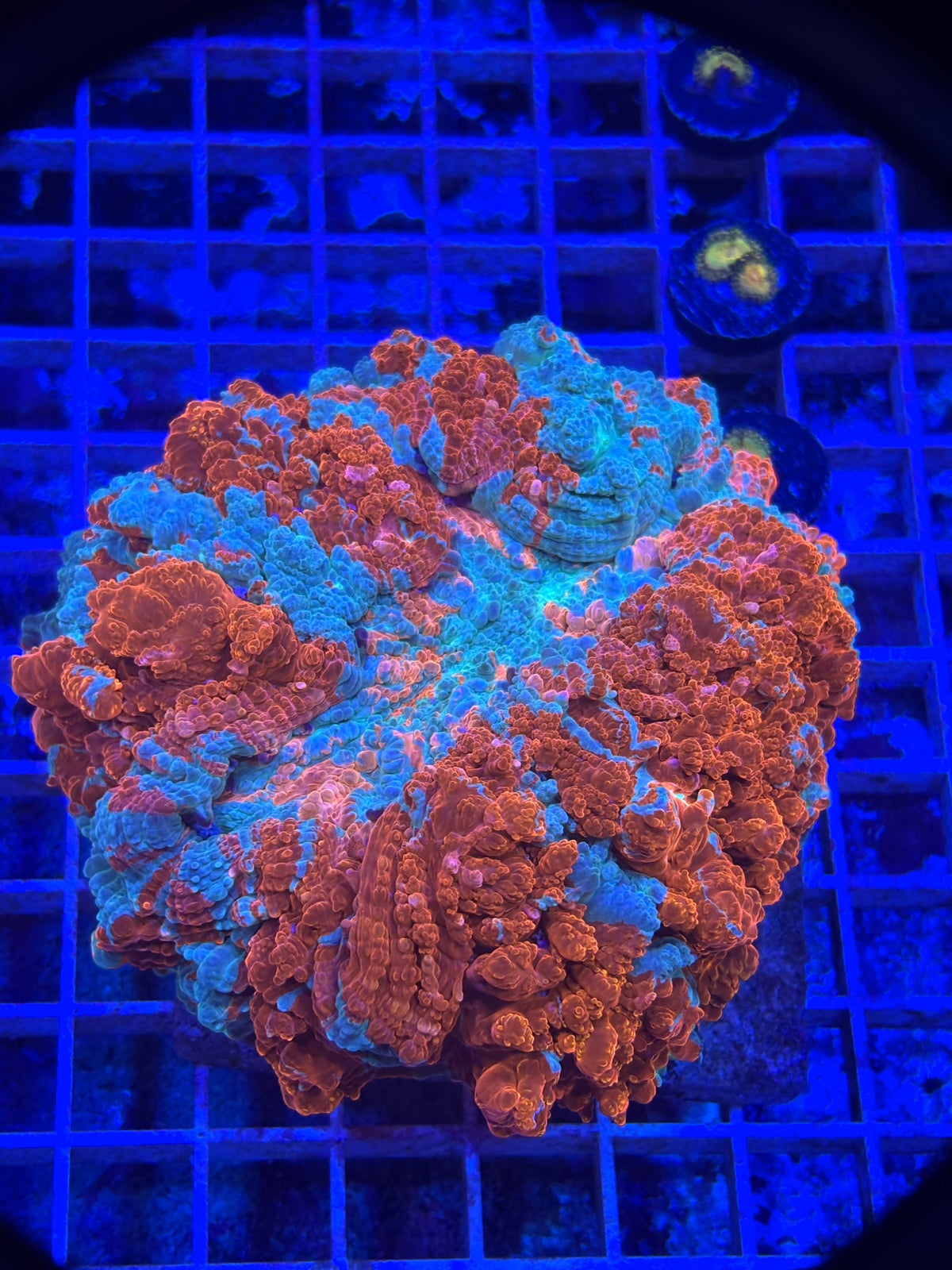 Ultra Acantho