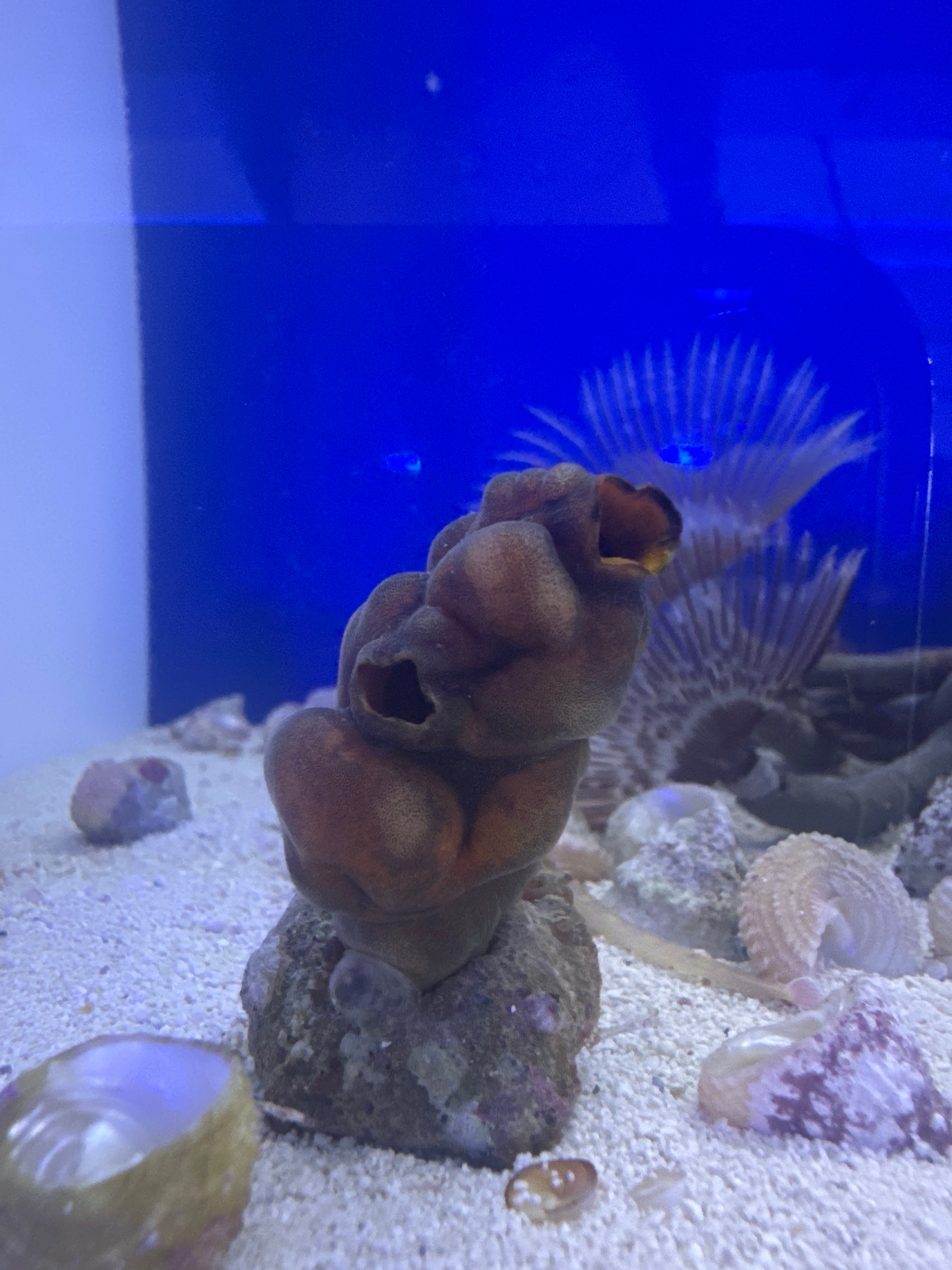 Sea squirt