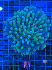 Long Tentacle Plate