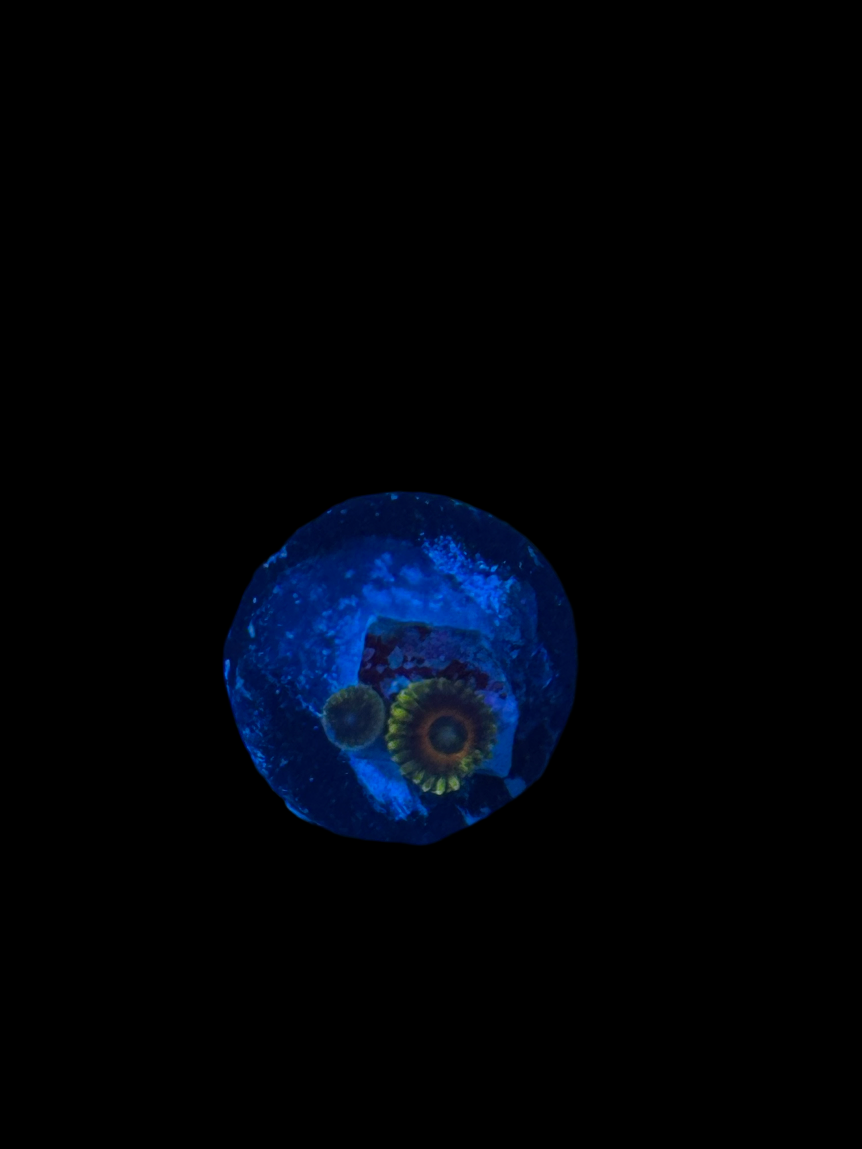 Sunflower Zoanthid
