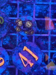 Grim Reaper Zoanthids