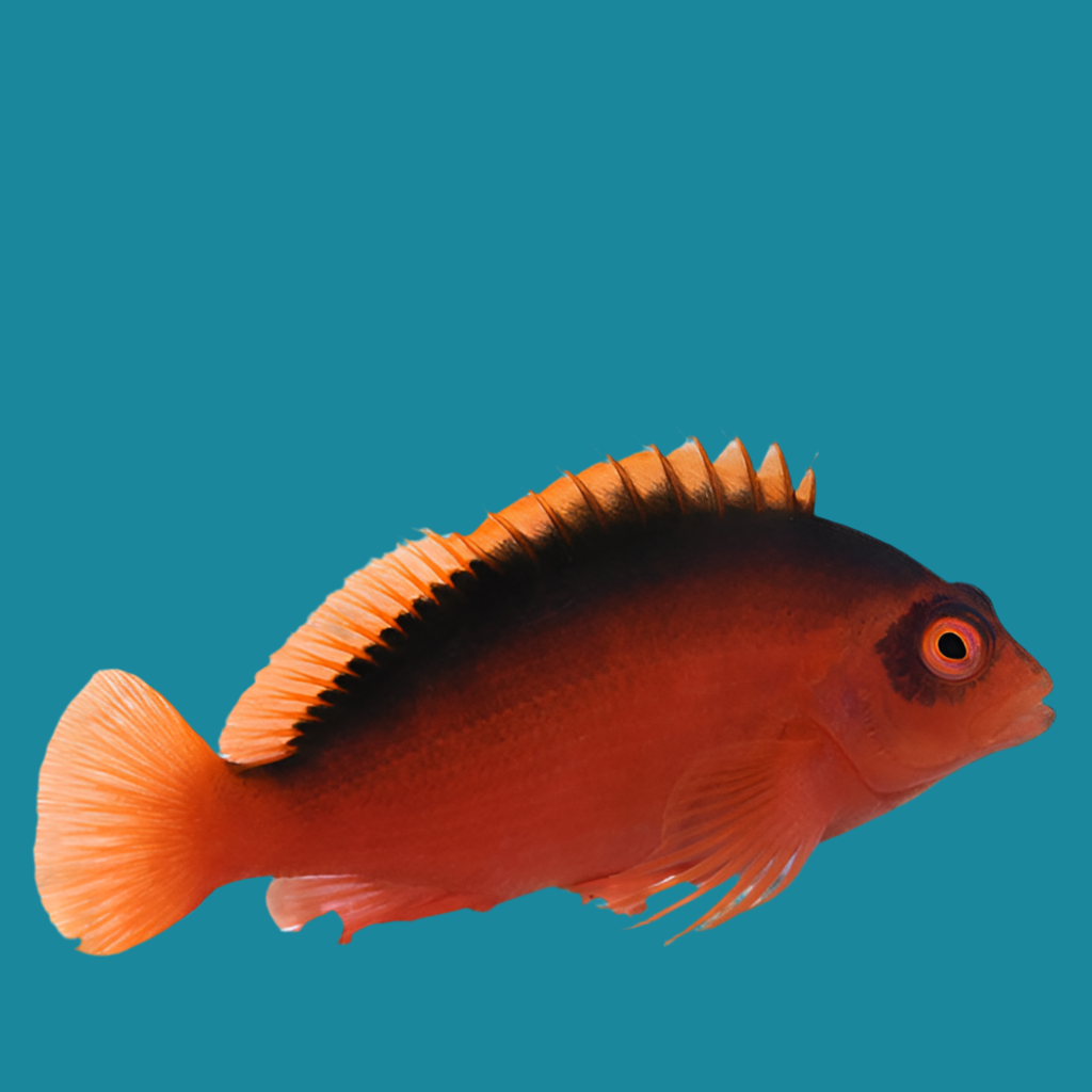 Flame Hawk Fish