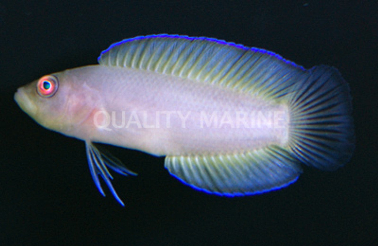 Green Serosa Dottyback