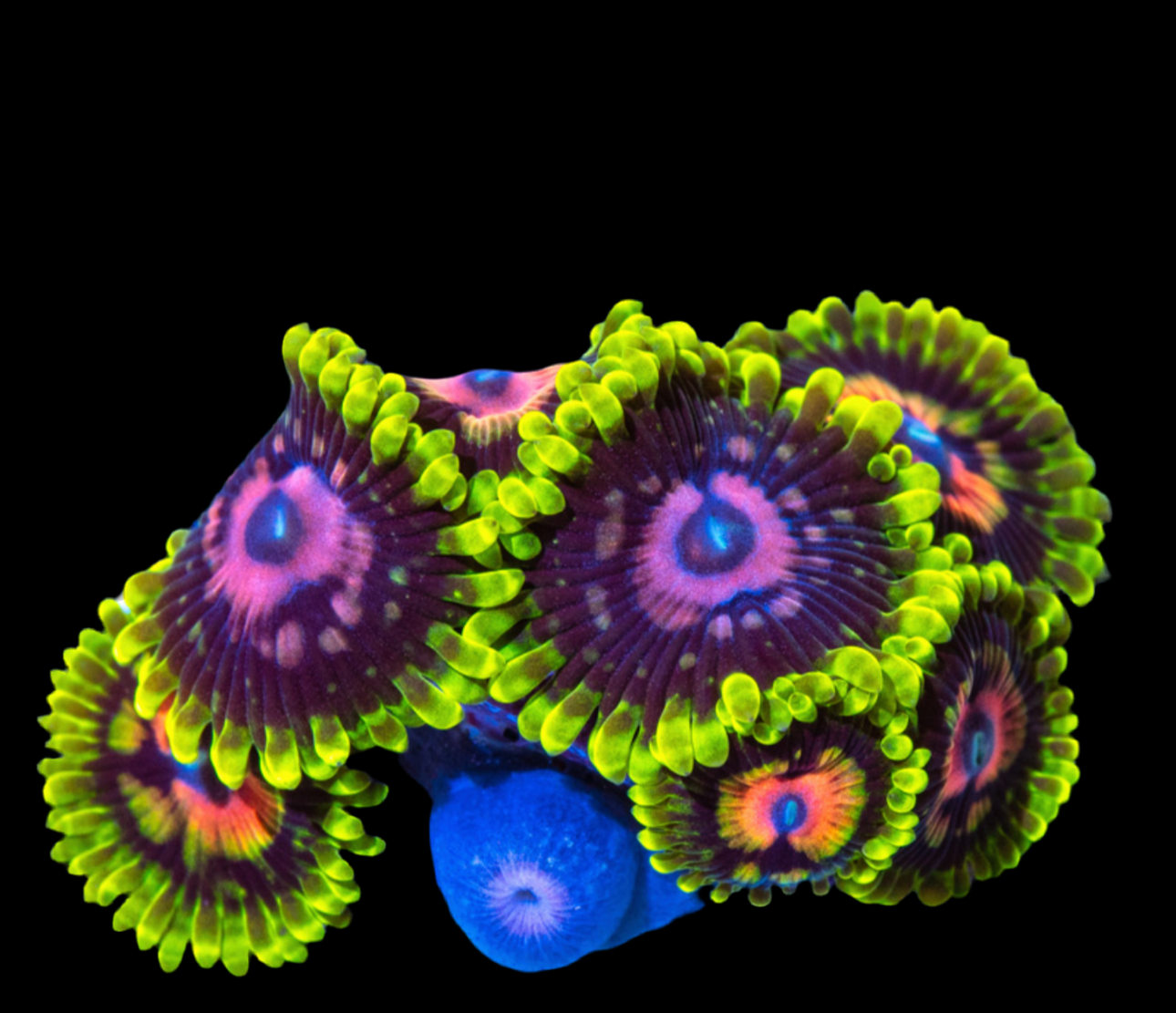 Scarlet zoa 30 per frag