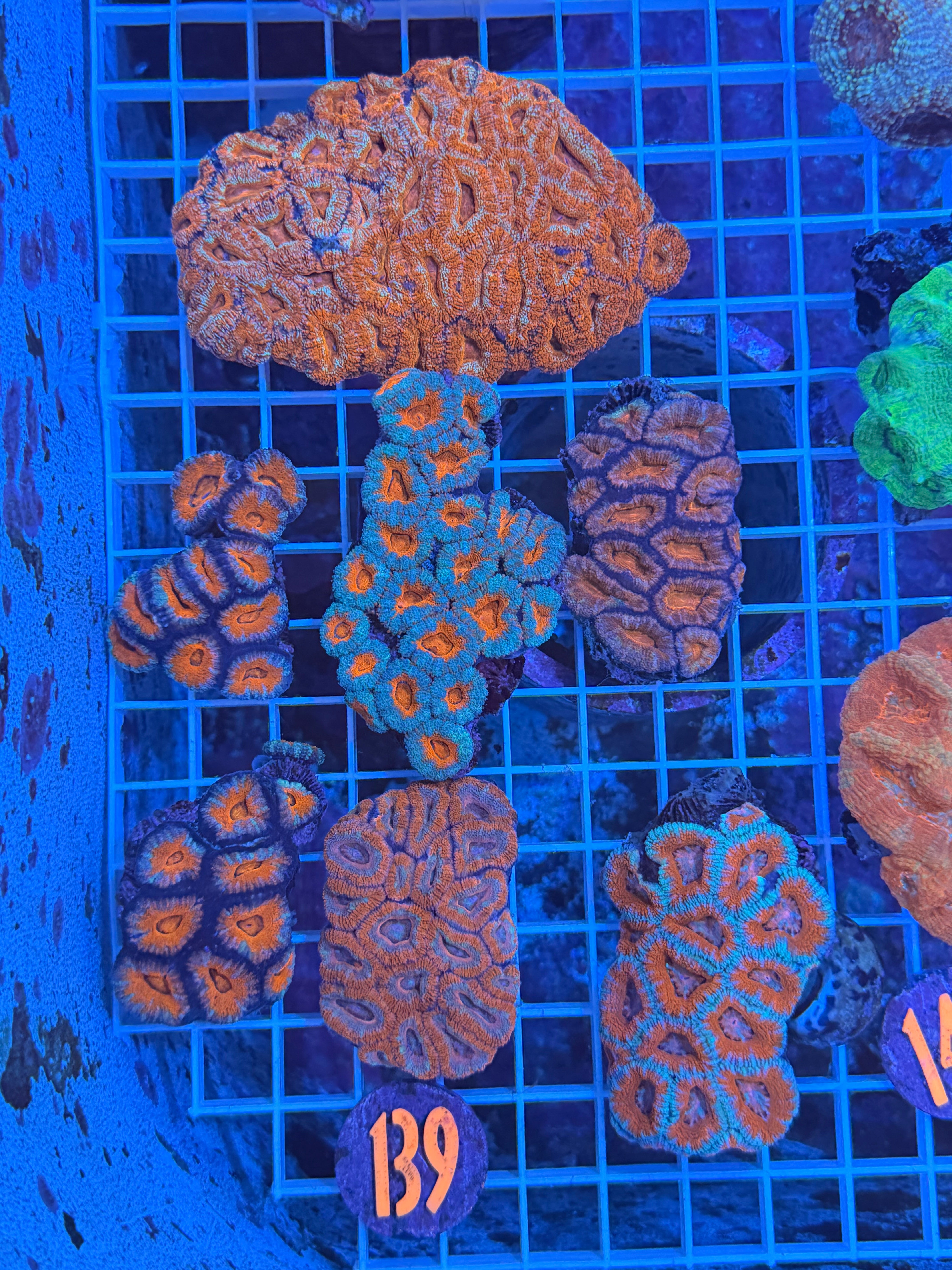Acan