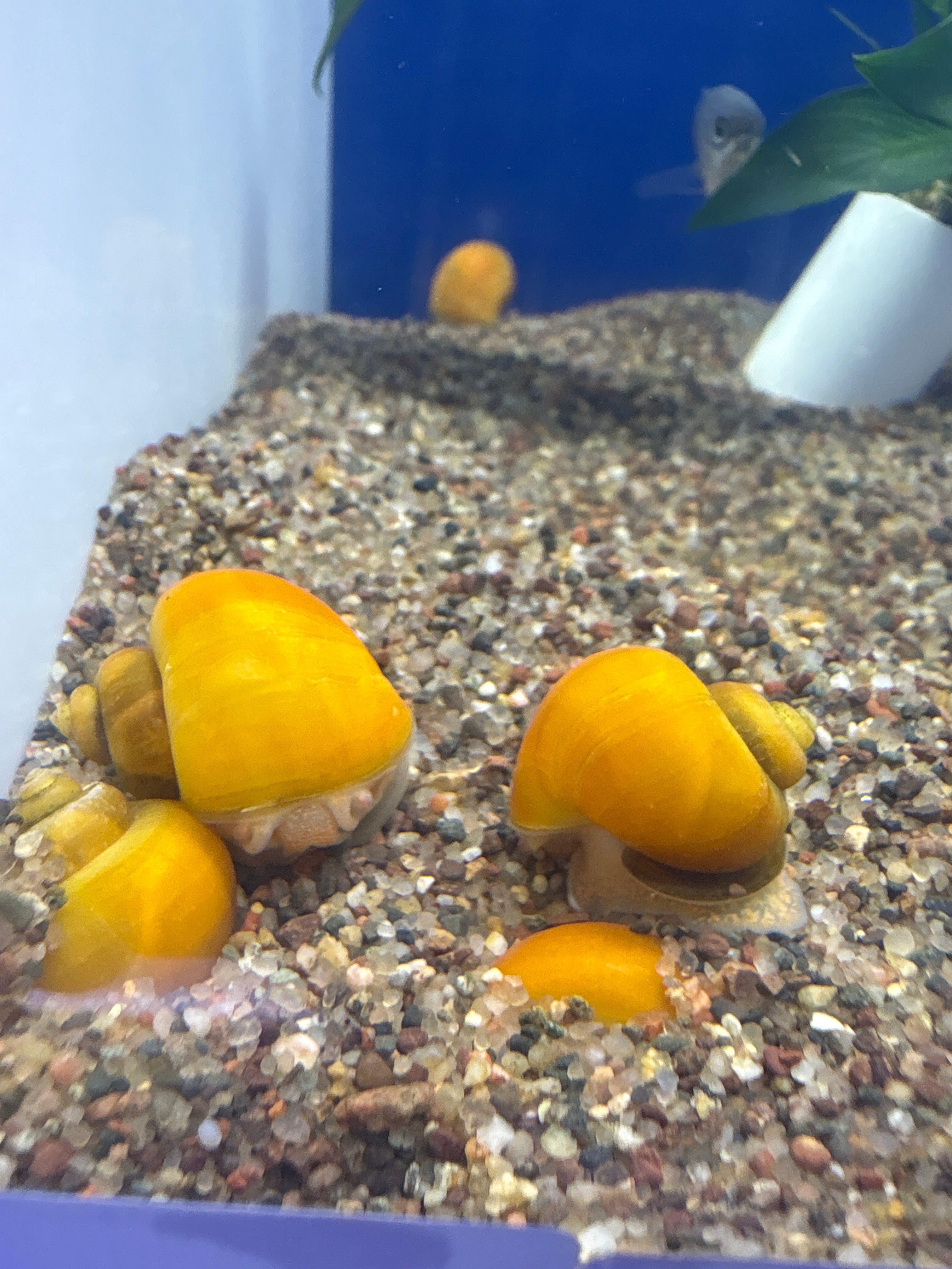 Mystery Snails