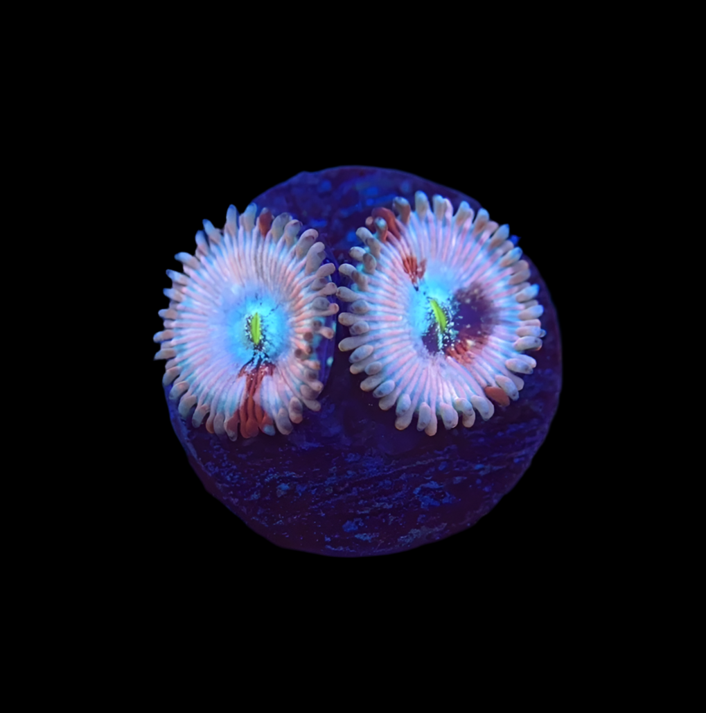 White walker Zoanthid