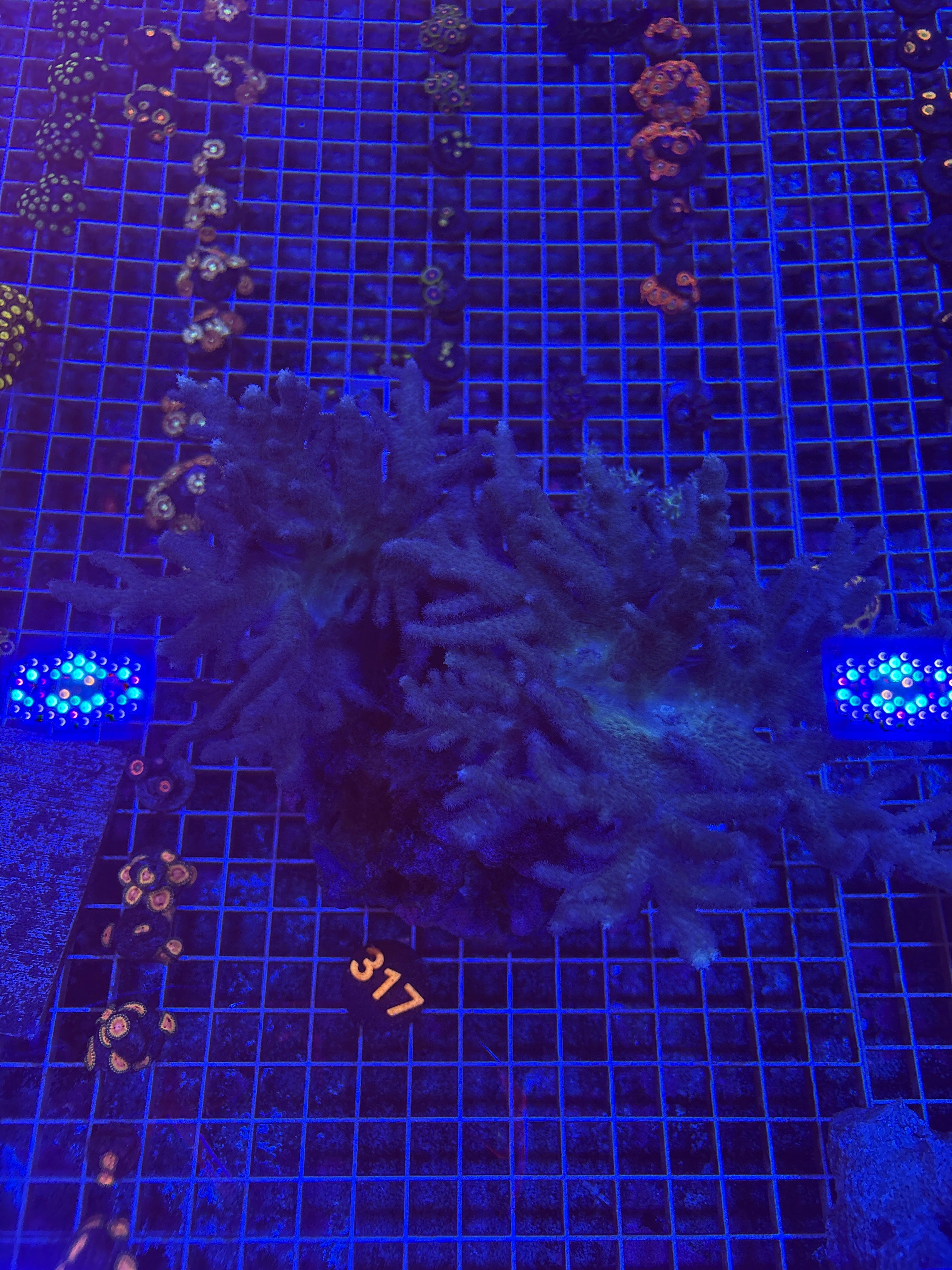 Purple Finger Leather