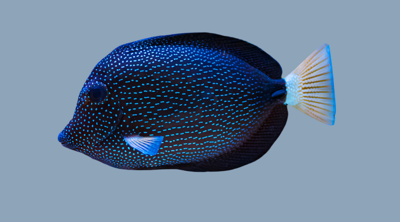 Gem tang
