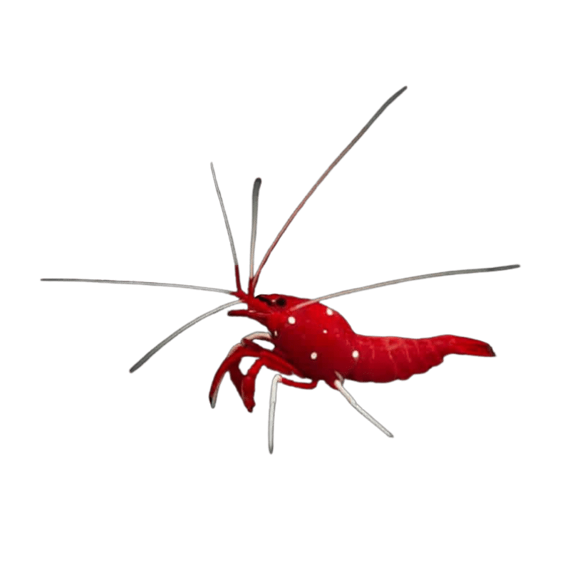 Shrimp