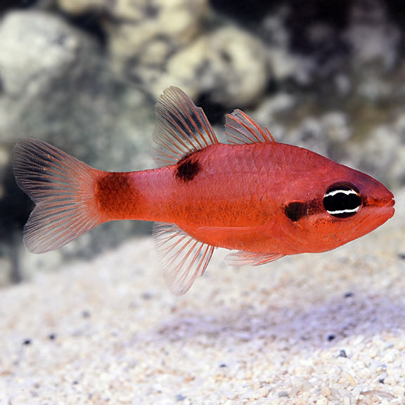 Flame Cardinal Fish