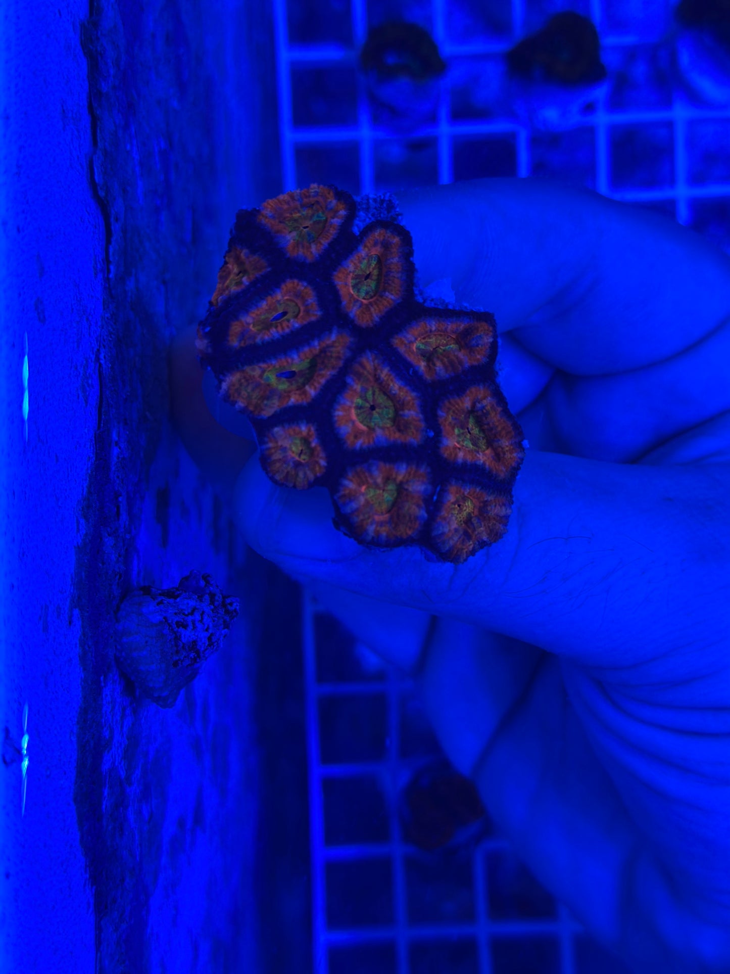 Acan rainbow center