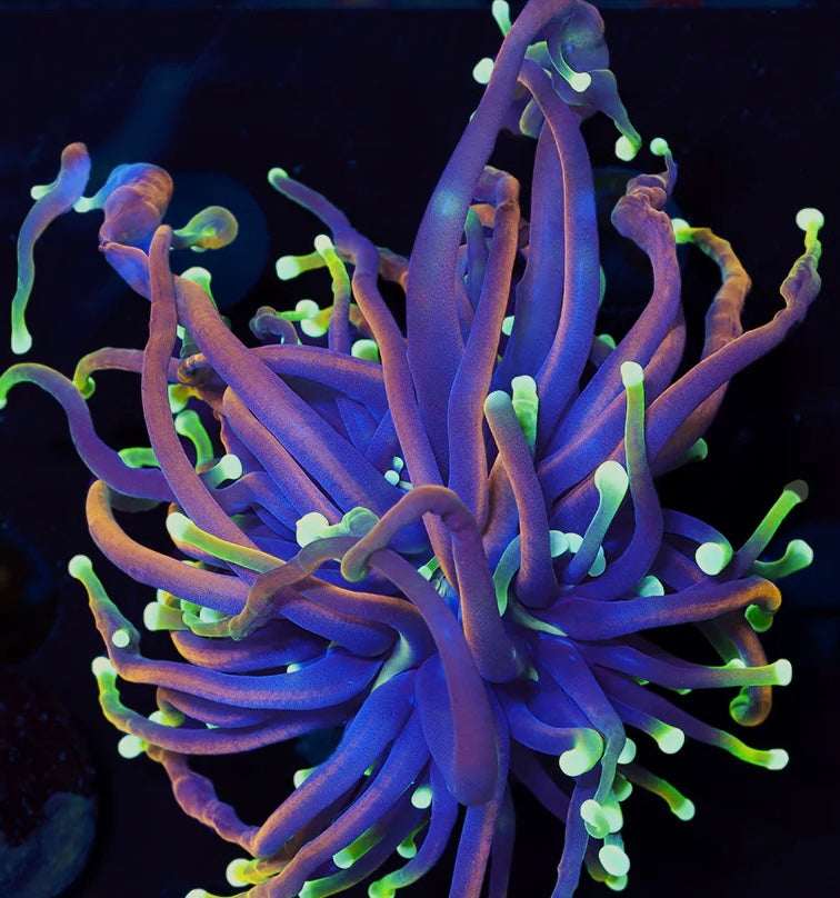 Torch Corals