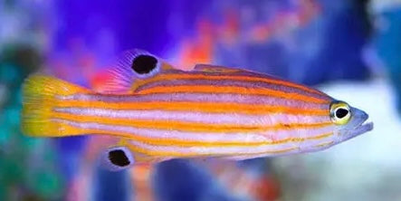 Swiss Guard Basslet