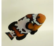 Bullet Hole Snowflake Clownfish