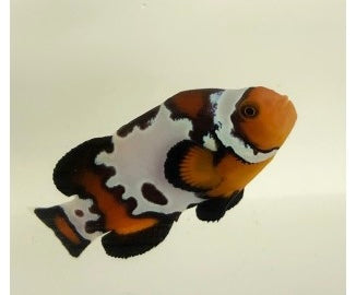 Bullet Hole Snowflake Clownfish