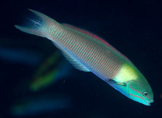 Blue Head wrasse