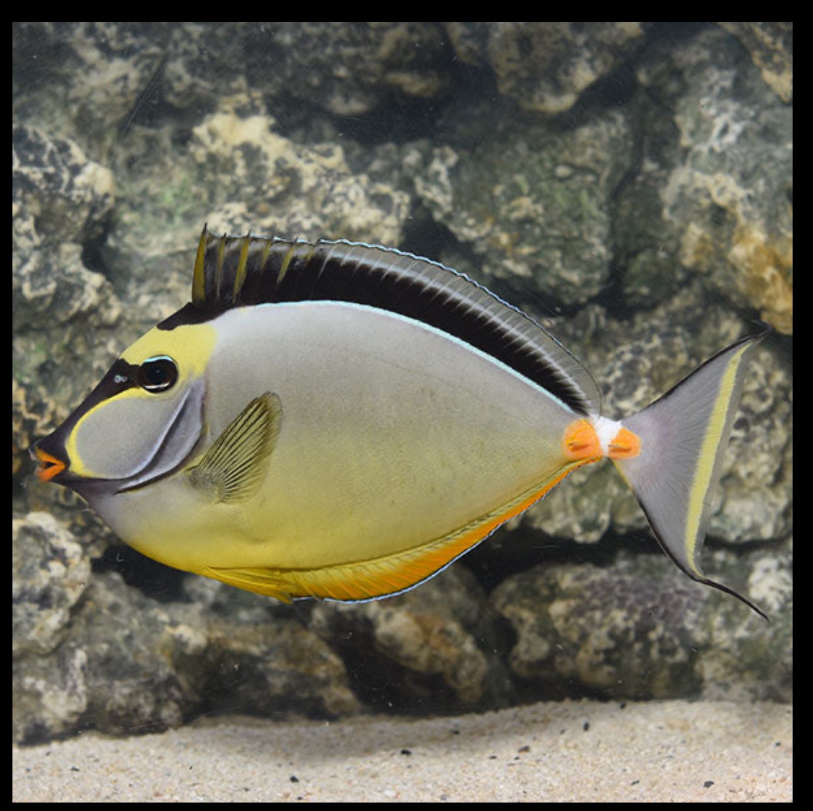 Naso Tang
