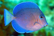 Atlantic Blue Tang
