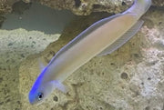 Dusky tilefish
