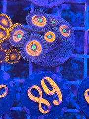 God Stopper Zoanthids