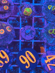 Electric Oompa Loompa Zoanthids