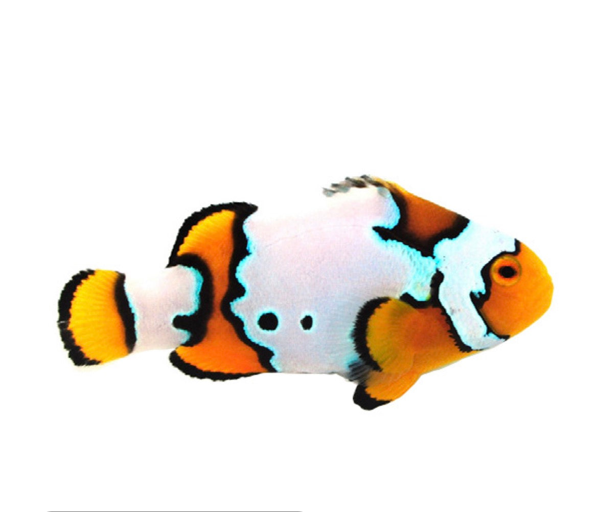 Snow Onyx Clownfish
