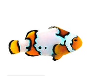 Snow Onyx Clownfish