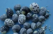 Nerite Snail