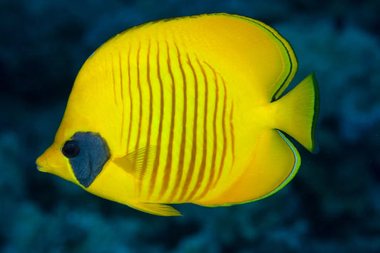 SemiLarvatus Butterflyfish