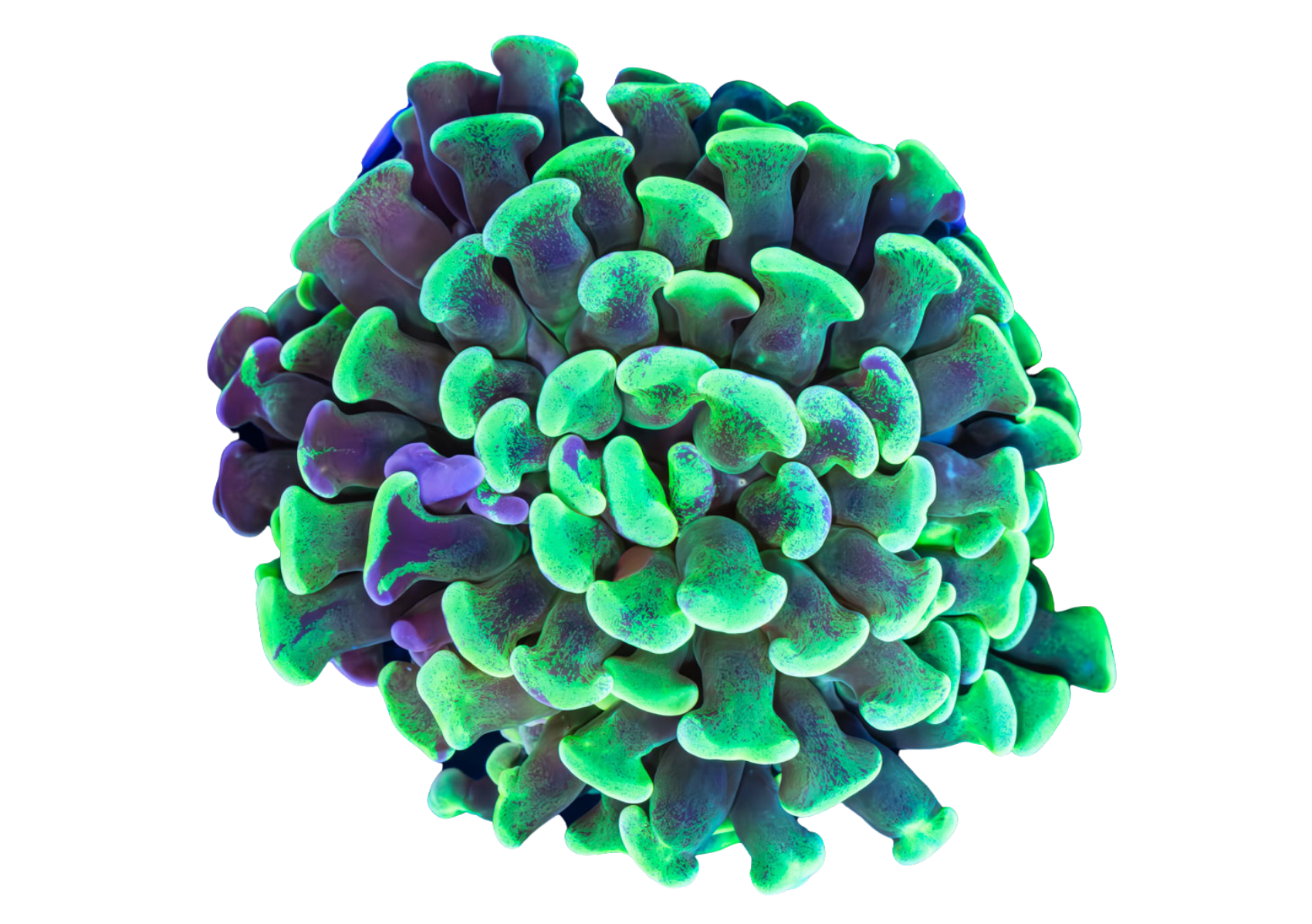 Hammer corals