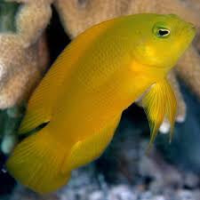 Dottyback