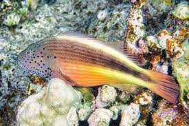 Black sided Hawkfish